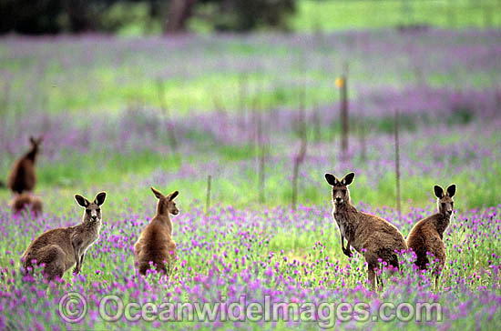 Eastern Grey Kangaroo mob photo