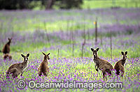 Eastern Grey Kangaroo mob Photo - Gary Bell