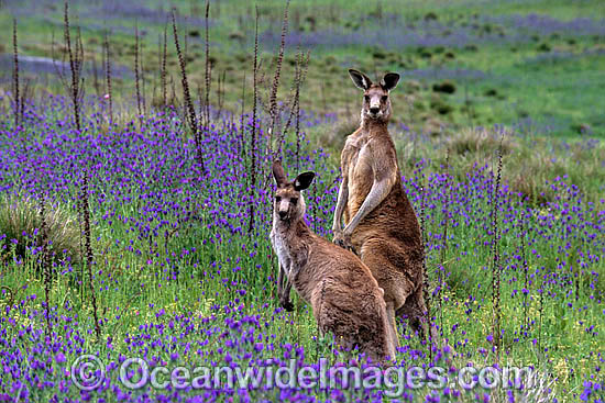 Eastern Grey Kangaroo Macropus giganteus photo