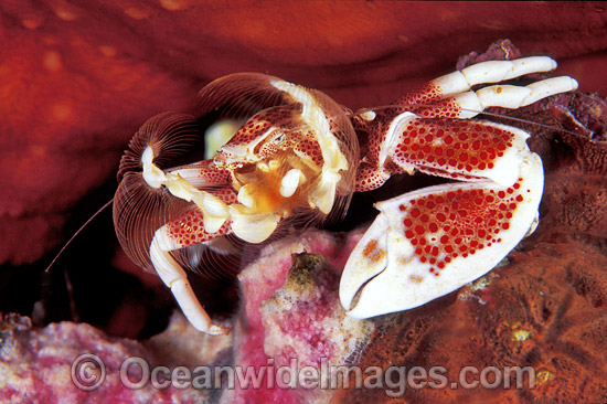 Spotted Porcelain Crab (Neopetrolisthes maculata) feeding on suspended plankton. Bali, Indonesia. Within the Coral Triangle. Photo - Gary Bell Spotted Porcelain Crab (Neopetrolisthes maculata) feeding on suspended plankton. Bali, Indonesia. Within the Coral Triangle. Photo - Gary Bell