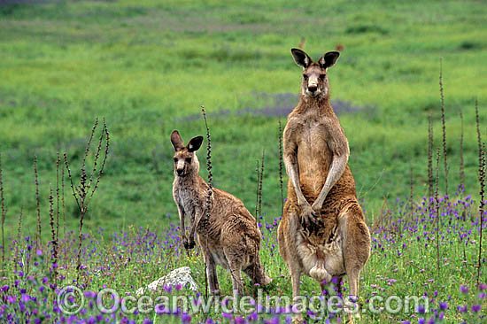 Eastern Grey Kangaroo (Macropus giganteus) - male & female. Warrumbungle National Park, New South Wales, Australia Photo - Gary Bell