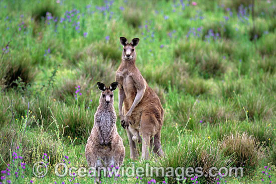 Eastern Grey Kangaroo Macropus giganteus photo