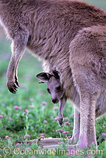 Eastern Grey Kangaroo mother with joey photo