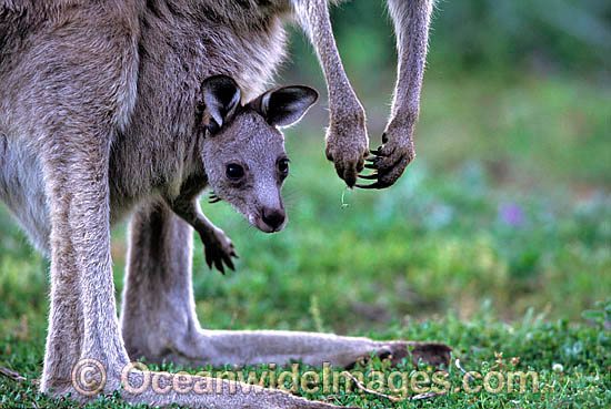 Eastern Grey Kangaroo (Macropus giganteus) - mother with joey in pouch. Warrumbungle National Park, New South Wales, Australia Photo - Gary Bell