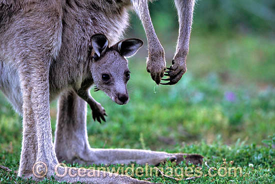 Eastern Grey Kangaroo (Macropus giganteus) - mother with joey in pouch. Warrumbungle National Park, New South Wales, Australia Photo - Gary Bell Eastern Grey Kangaroo (Macropus giganteus) - mother with joey in pouch. Warrumbungle National Park, New South Wales, Australia Photo - Gary Bell