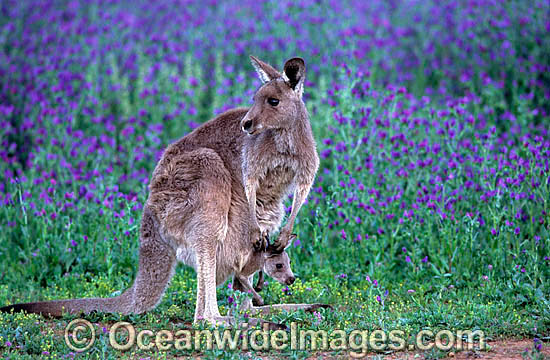 Eastern Grey Kangaroo mother with joey photo