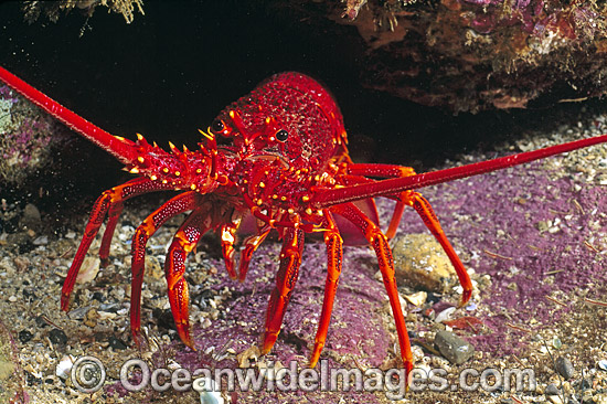 Southern Rock Lobster photo Southern Rock Lobster photo