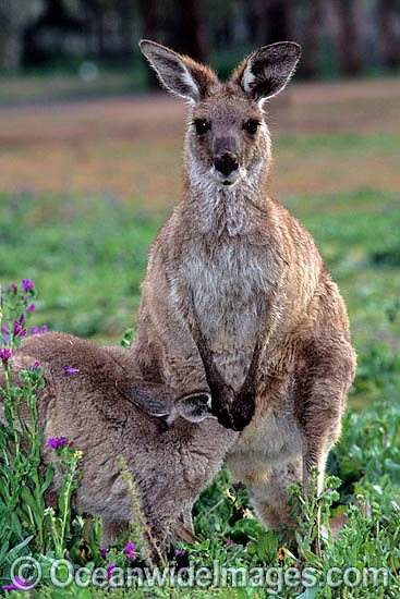 Eastern Grey Kangaroo (Macropus giganteus) - joey feeding on mothers milk. Warrumbungle National Park, New South Wales, Australia Photo - Gary Bell