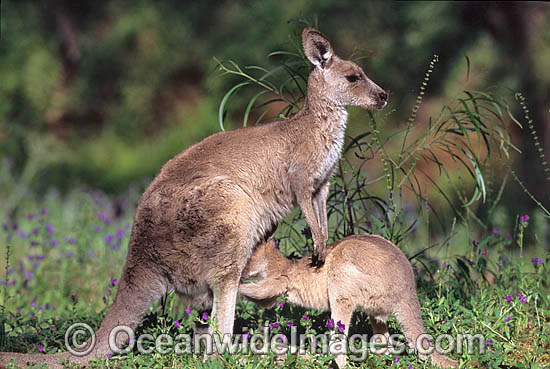 Eastern Grey Kangaroo joey feeding photo Eastern Grey Kangaroo joey feeding photo