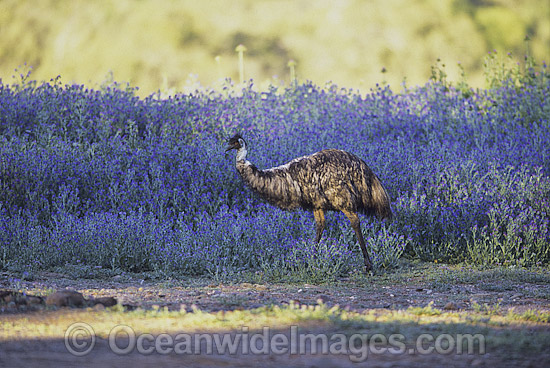 Emu Dromaius novaehollandiae photo