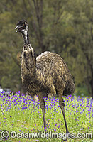 Emu Dromaius novaehollandiae Photo - Gary Bell