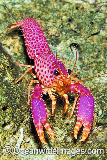 Violet-spotted Tropical Reef Lobster (Enoplometopus debelius). Found throughout the Indo-Pacific but rarely seen. Photo taken in Bali, Indonesia. Photo - Gary Bell