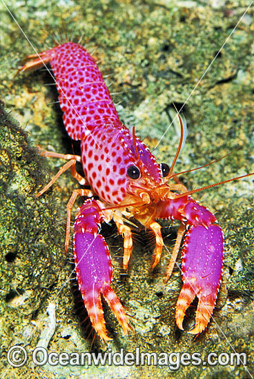 Violet-spotted Tropical Reef Lobster (Enoplometopus debelius). Found throughout the Indo-Pacific but rarely seen. Photo taken in Bali, Indonesia. Photo - Gary Bell Violet-spotted Tropical Reef Lobster (Enoplometopus debelius). Found throughout the Indo-Pacific but rarely seen. Photo taken in Bali, Indonesia. Photo - Gary Bell