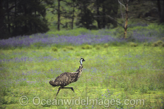 Emu running photo Emu running photo