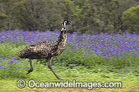 Emu running Photo - Gary Bell