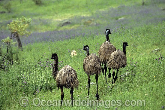 Flock of Emus Dromaius novaehollandiae photo