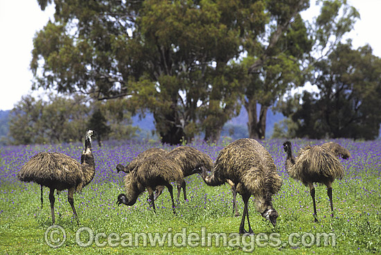 Emus feeding photo