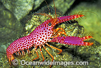 Violet-spotted Lobster Enoplometopus debelius Photo - Gary Bell