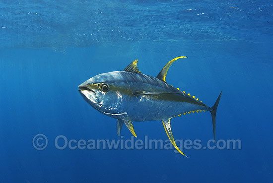 Yellowfin Tuna photo Yellowfin Tuna photo