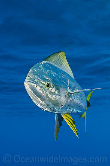 Dolphinfish (Coryphaena hippurus). Also known as Mahi mahi and Dorado. Found throughout the world in tropical and sub-tropical seas. A commercially sought after fish. Dolphinfish (Coryphaena hippurus). Also known as Mahi mahi and Dorado. Found throughout the world in tropical and sub-tropical seas. A commercially sought after fish.
