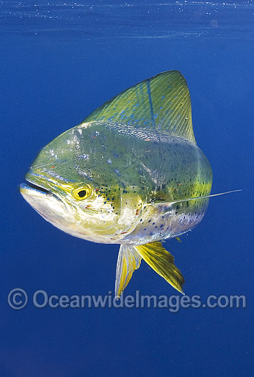 Dolphinfish (Coryphaena hippurus). Also known as Mahi mahi and Dorado. Found throughout the world in tropical and sub-tropical seas. A commercially sought after fish. Photo - Chris & Monique Fallows