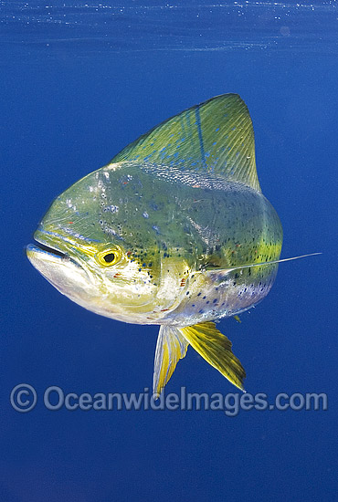 Dolphinfish (Coryphaena hippurus). Also known as Mahi mahi and Dorado. Found throughout the world in tropical and sub-tropical seas. A commercially sought after fish. Photo - Chris & Monique Fallows Dolphinfish (Coryphaena hippurus). Also known as Mahi mahi and Dorado. Found throughout the world in tropical and sub-tropical seas. A commercially sought after fish. Photo - Chris & Monique Fallows
