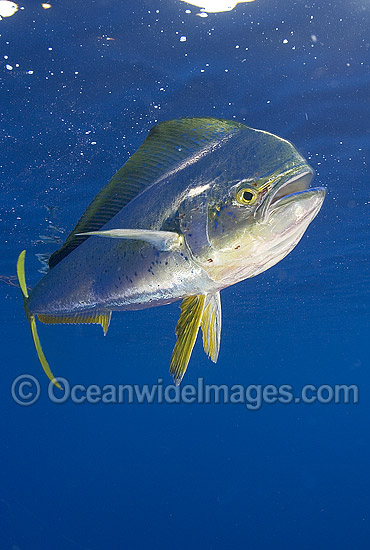 Dolphinfish (Coryphaena hippurus). Also known as Mahi mahi and Dorado. Found throughout the world in tropical and sub-tropical seas. A commercially sought after fish. Photo - Chris & Monique Fallows
