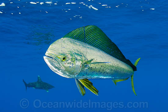 Dolphinfish (Coryphaena hippurus). Also known as Mahi mahi and Dorado. Found throughout the world in tropical and sub-tropical seas. A commercially sought after fish. Photo - Chris & Monique Fallows Dolphinfish (Coryphaena hippurus). Also known as Mahi mahi and Dorado. Found throughout the world in tropical and sub-tropical seas. A commercially sought after fish. Photo - Chris & Monique Fallows