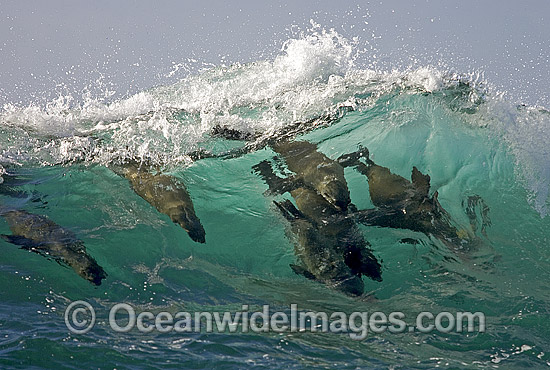 Cape Fur Seal surfing breaking wave photo