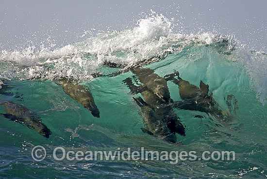 Cape Fur Seal (Arctocephalus pusillus pusillus) - surfing breaking wave. Seal Island, False Bay, South Africa Photo - Chris & Monique Fallows Cape Fur Seal (Arctocephalus pusillus pusillus) - surfing breaking wave. Seal Island, False Bay, South Africa Photo - Chris & Monique Fallows