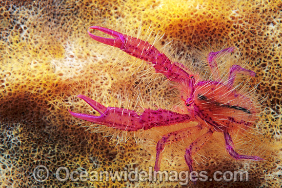 Fairy Crab Lauriea siagiani photo Fairy Crab Lauriea siagiani photo