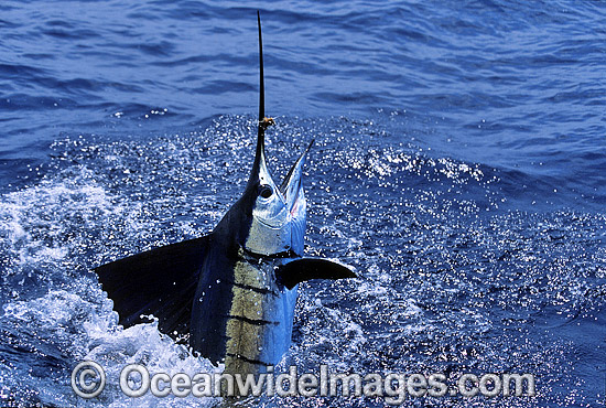 Sailfish breaching photo