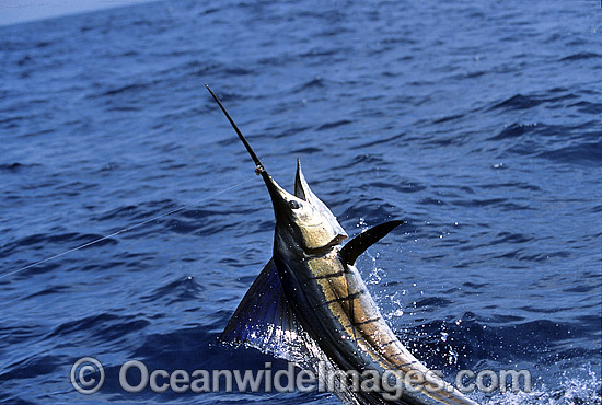 Sailfish Istiophorus platypterus photo