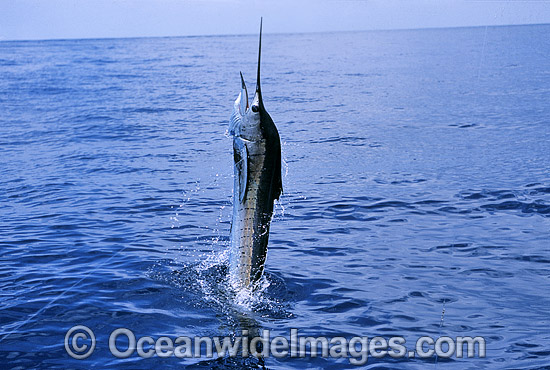 Sailfish breaching photo