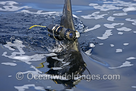 Great White Shark (Carcharodon carcharias) on surface with small camera (crittercam) attached to the dorsal fin. Seal Island, False Bay, South Africa. Protected species Classified as Vulnerable on the IUCN Red List. Photo - Chris & Monique Fallows Great White Shark (Carcharodon carcharias) on surface with small camera (crittercam) attached to the dorsal fin. Seal Island, False Bay, South Africa. Protected species Classified as Vulnerable on the IUCN Red List. Photo - Chris & Monique Fallows