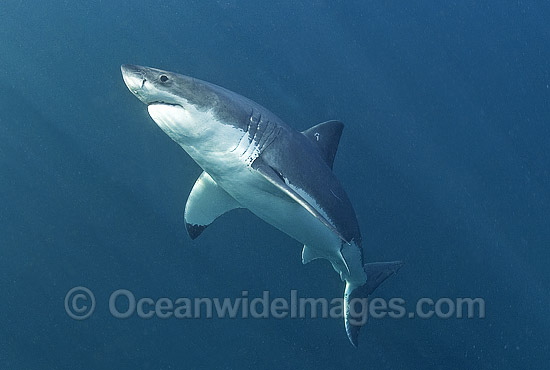 Great White Shark (Carcharodon carcharias) underwater. Also known as White Pointer and White Death. Guadalupe Island, Baja, Mexico, Pacific Ocean. Listed as Vulnerable Species on the IUCN Red List. Photo - Chris & Monique Fallows Great White Shark (Carcharodon carcharias) underwater. Also known as White Pointer and White Death. Guadalupe Island, Baja, Mexico, Pacific Ocean. Listed as Vulnerable Species on the IUCN Red List. Photo - Chris & Monique Fallows