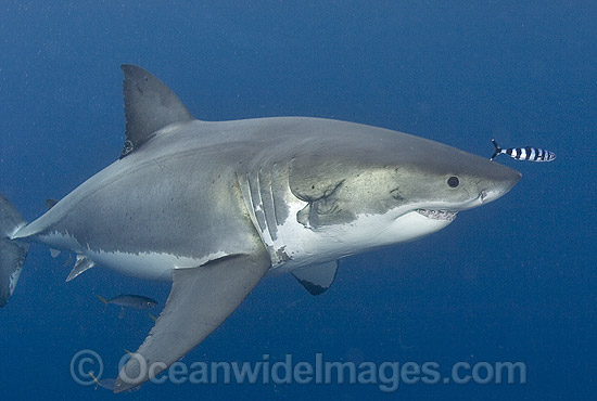 Great White Shark (Carcharodon carcharias) underwater. Also known as White Pointer and White Death. Guadalupe Island, Baja, Mexico, Pacific Ocean. Listed as Vulnerable Species on the IUCN Red List. Photo - Chris & Monique Fallows Great White Shark (Carcharodon carcharias) underwater. Also known as White Pointer and White Death. Guadalupe Island, Baja, Mexico, Pacific Ocean. Listed as Vulnerable Species on the IUCN Red List. Photo - Chris & Monique Fallows
