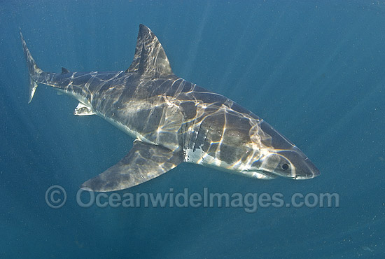 Great White Shark photo Great White Shark photo