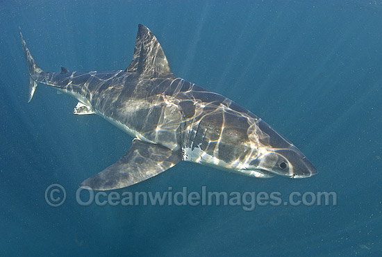 Great White Shark photo