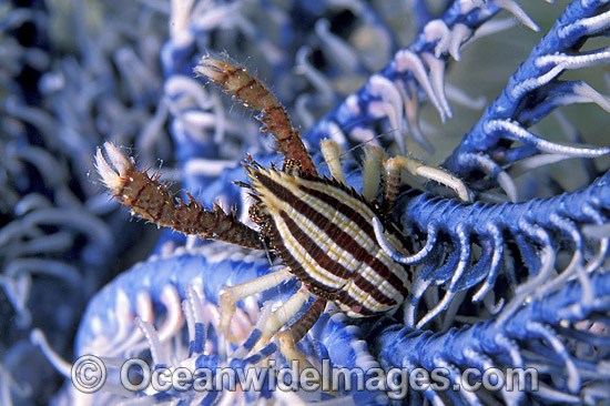 Elegant Squat Lobster on Featherstar photo