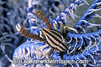 Elegant Squat Lobster on Featherstar Photo - Gary Bell