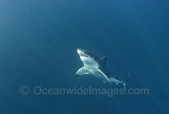 Great White Shark (Carcharodon carcharias) underwater. Also known as White Pointer and White Death. Seal Island, False Bay, South Africa, Atlantic Ocean. Listed as Vulnerable Species on the IUCN Red List. Photo - Chris & Monique Fallows Great White Shark (Carcharodon carcharias) underwater. Also known as White Pointer and White Death. Seal Island, False Bay, South Africa, Atlantic Ocean. Listed as Vulnerable Species on the IUCN Red List. Photo - Chris & Monique Fallows