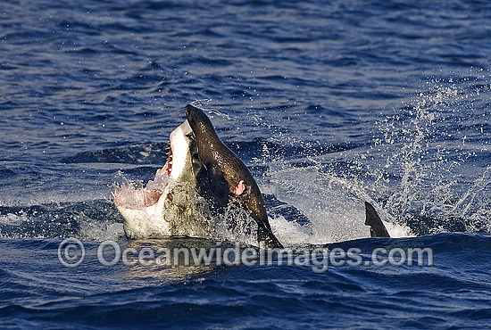 Great White Shark (Carcharodon carcharias) breaching on surface whilst attacking seal decoy. False Bay, South Africa. Protected species Classified as Vulnerable on the IUCN Red List. Photo - Chris & Monique Fallows Great White Shark (Carcharodon carcharias) breaching on surface whilst attacking seal decoy. False Bay, South Africa. Protected species Classified as Vulnerable on the IUCN Red List. Photo - Chris & Monique Fallows