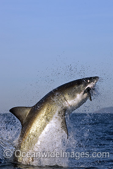 Great White Shark breaching photo