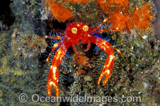 google crab