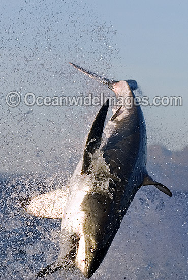 Great White Shark (Carcharodon carcharias) breaching on surface whilst attacking seal decoy. False Bay, South Africa. Protected species. Photo - Chris & Monique Fallows Great White Shark (Carcharodon carcharias) breaching on surface whilst attacking seal decoy. False Bay, South Africa. Protected species. Photo - Chris & Monique Fallows