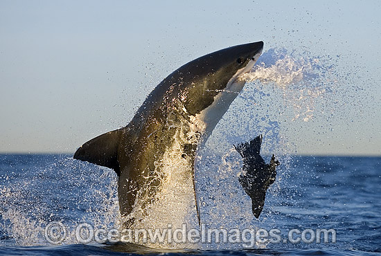 Great White Shark breaching photo