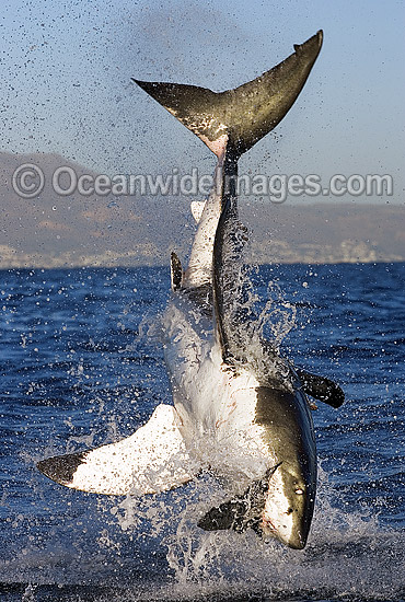 Great White Shark (Carcharodon carcharias) breaching on surface whilst attacking seal decoy. False Bay, South Africa. Protected species. Great White Shark (Carcharodon carcharias) breaching on surface whilst attacking seal decoy. False Bay, South Africa. Protected species.