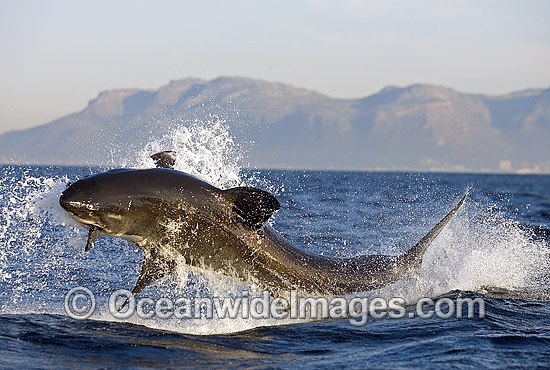 Great White Shark (Carcharodon carcharias) breaching on surface whilst attacking seal decoy. False Bay, South Africa. Protected species. Photo - Chris & Monique Fallows Great White Shark (Carcharodon carcharias) breaching on surface whilst attacking seal decoy. False Bay, South Africa. Protected species. Photo - Chris & Monique Fallows