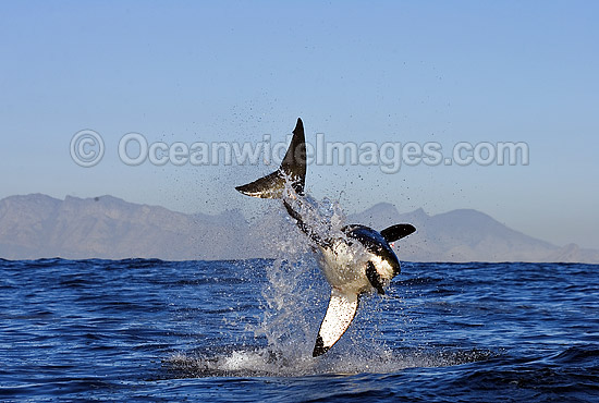 Great White Shark breaching photo